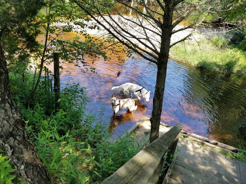 Dog-Friendly From Start to Finish