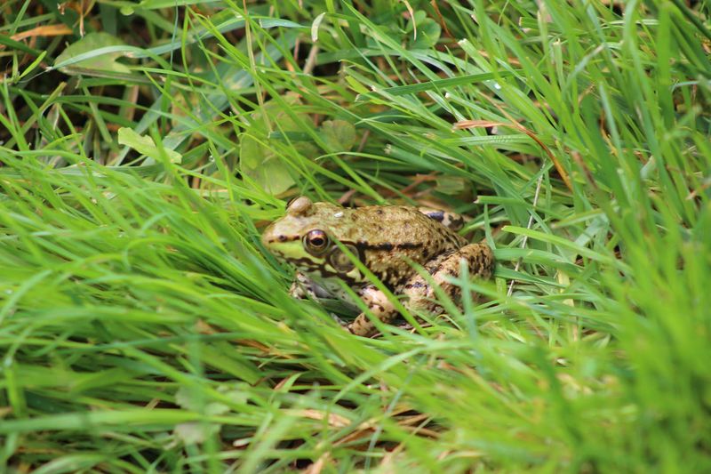 Wildlife You Might Encounter on the Trails