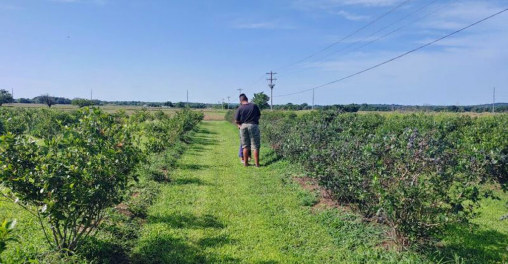 Pick Fresh Blueberries at This Charming Oklahoma Farm