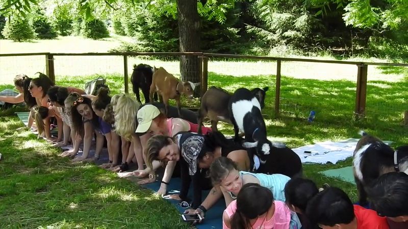 Goat Yoga in a Lavender Field