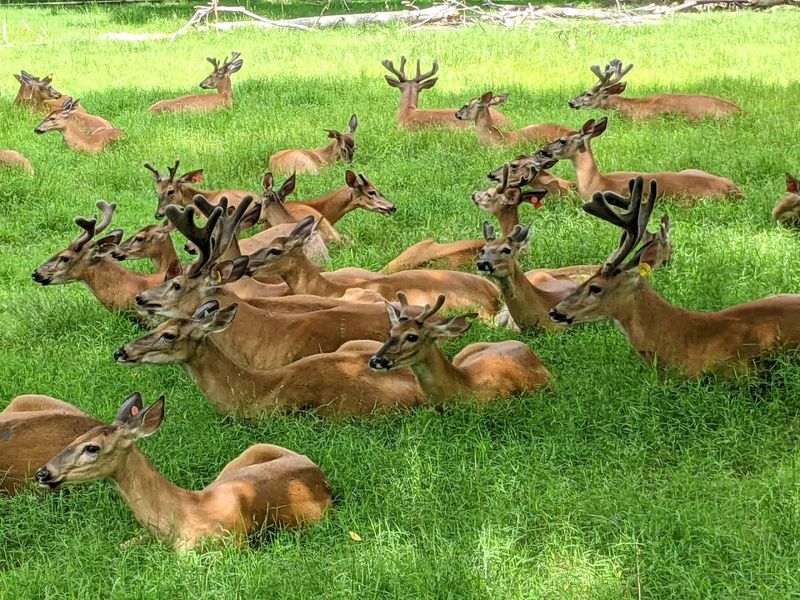 The Animal Haven That Charmed Generations