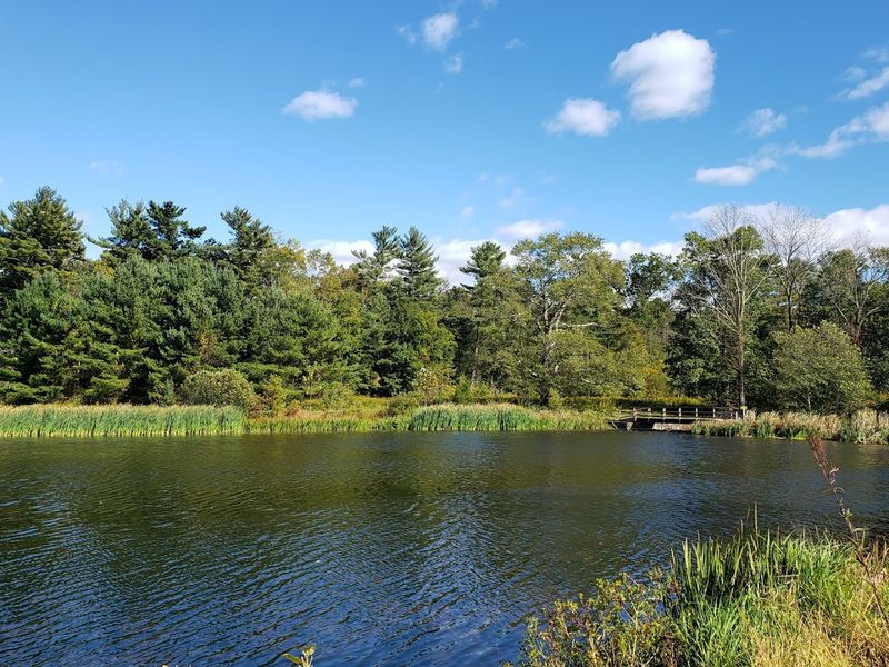 The Pond, Brooks, and Water Features