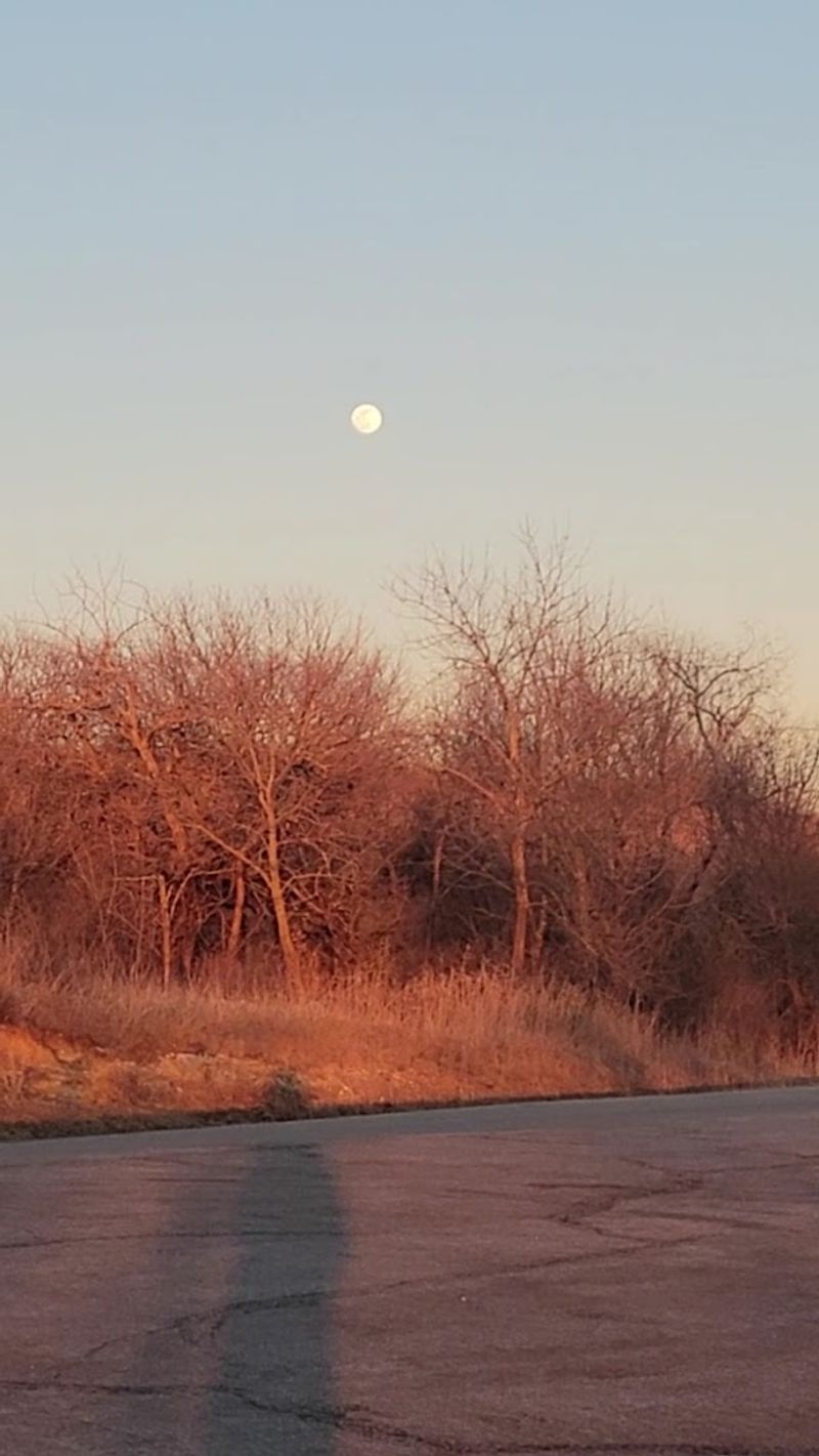 Dogs, Leashes, and the Trail Crowd