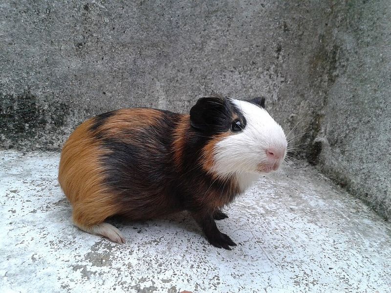 Owning a Single Guinea Pig in Switzerland