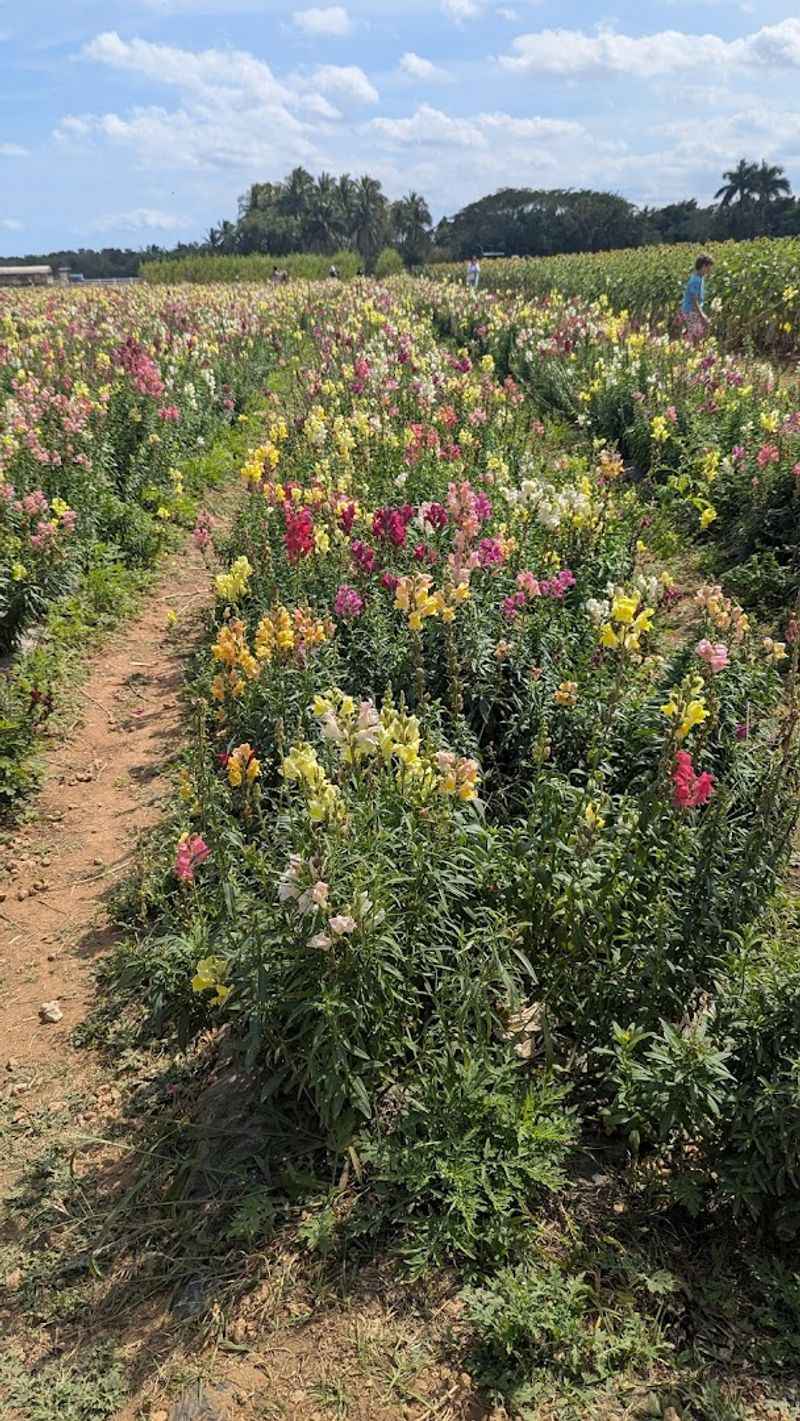 Wildflowers and Photo Opportunities