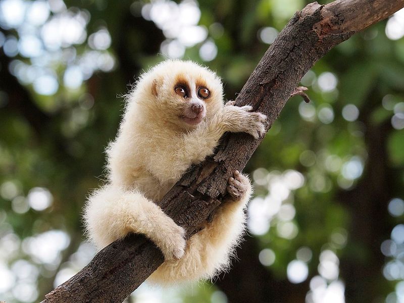Slow Loris