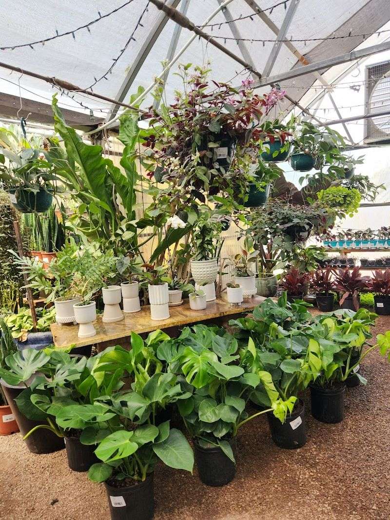 What Makes It Different From Other Nurseries