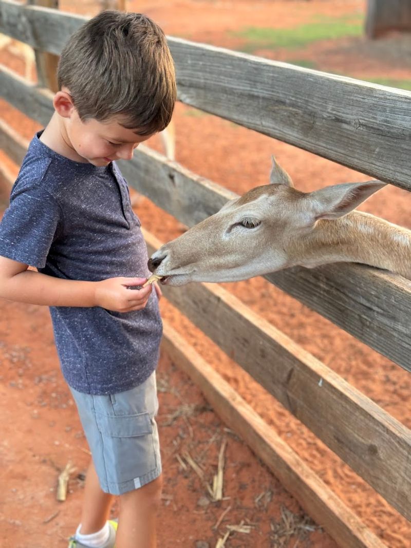 Why Tiger Safari Stands Out in Oklahoma