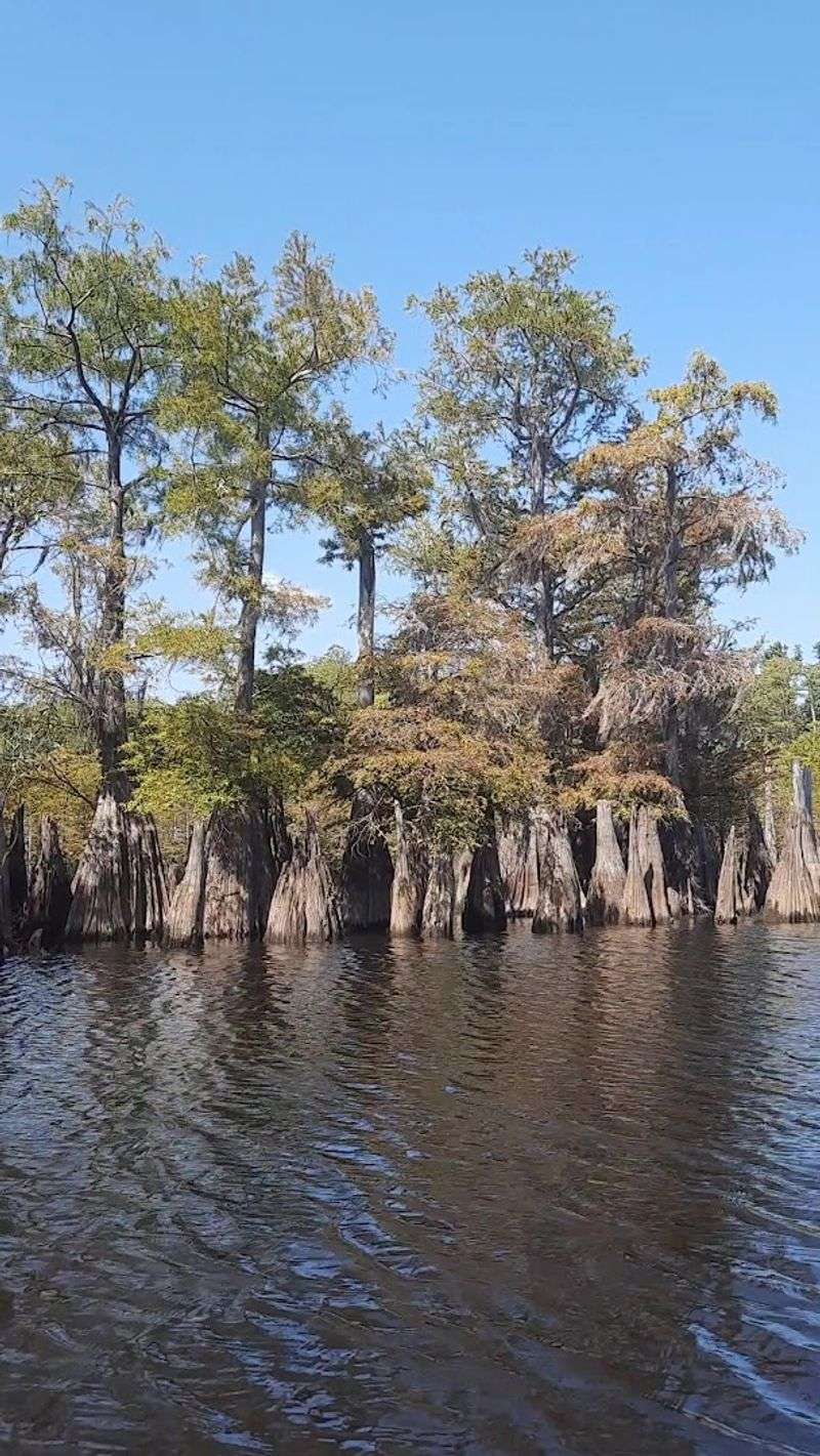 The Quiet Magic of a Blackwater Ecosystem