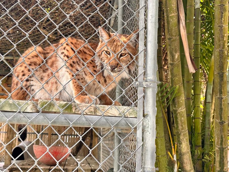 Rare Animals You Won't See Anywhere Else Nearby