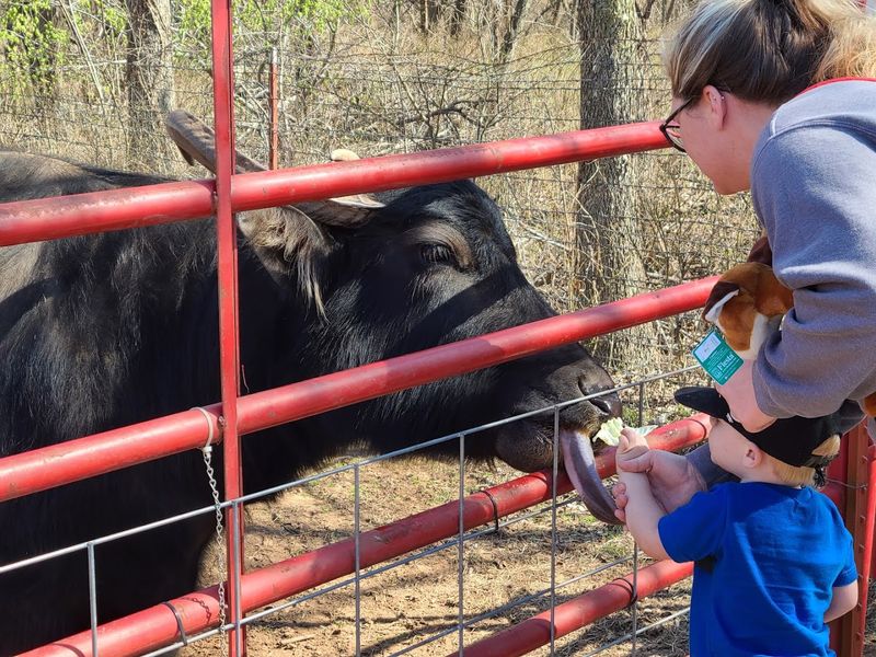 The Giant Anteaters: The Unexpected Stars of the Park