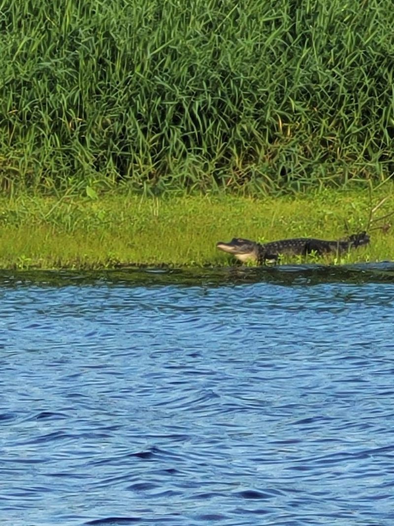 The Wildlife That Calls This Place Home