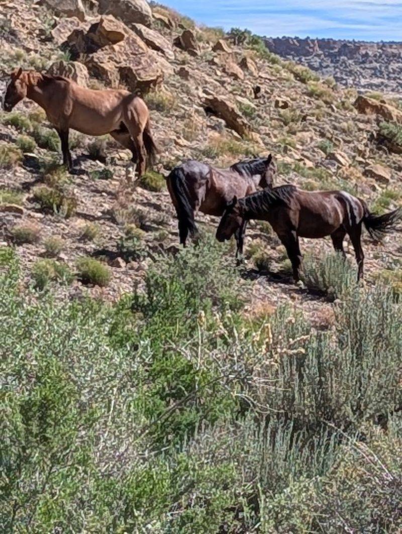Little Book Cliffs Wild Horse Range (Colorado)