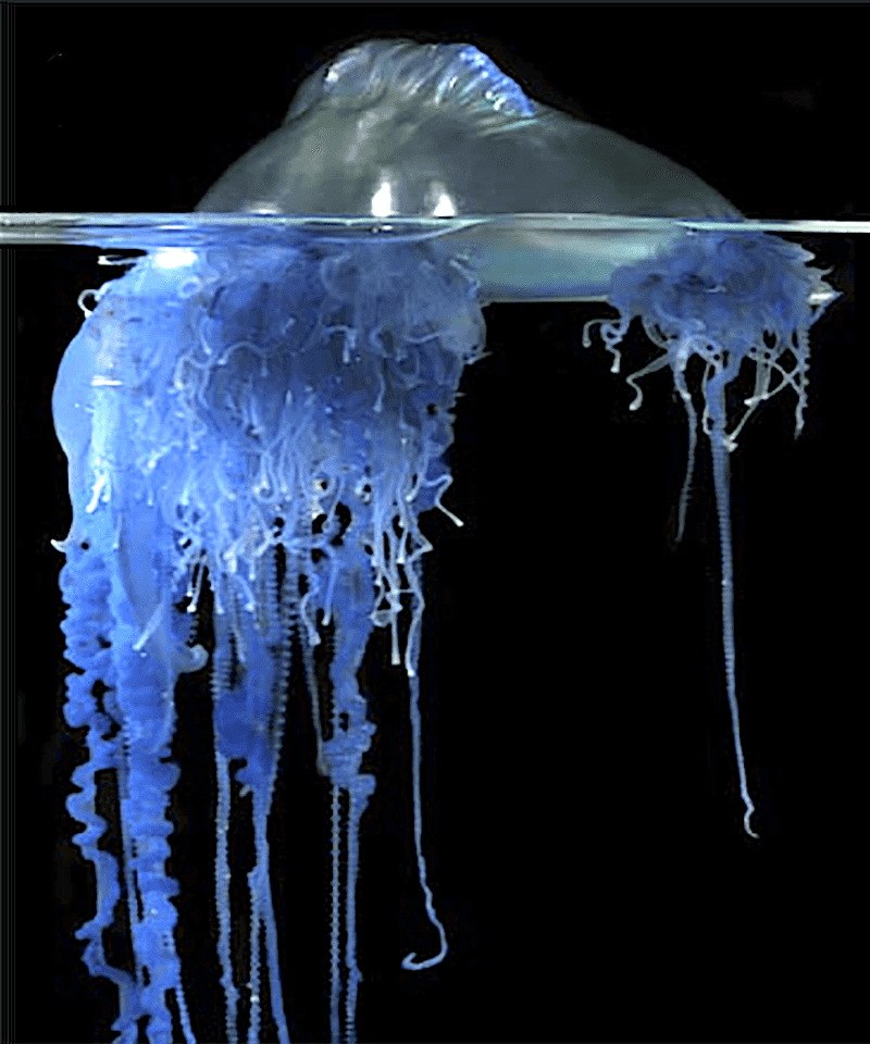 Portuguese Man o' War