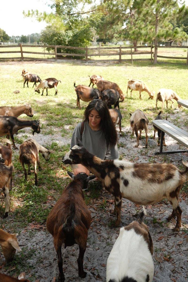 Goat Treats and Why You Should Buy Them