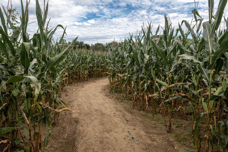The Corn Maze and Hayride Adventure