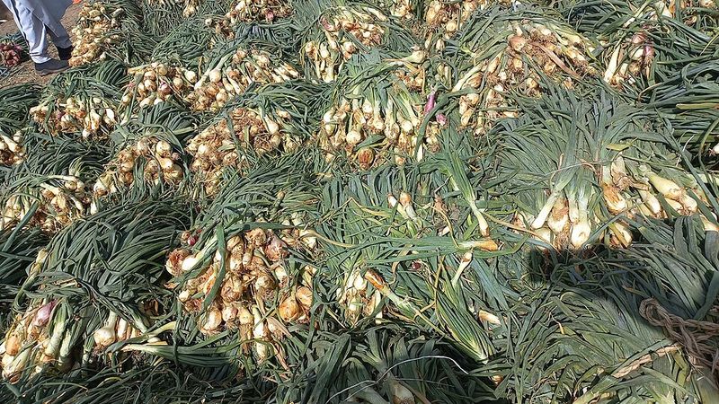 Bunching Onions