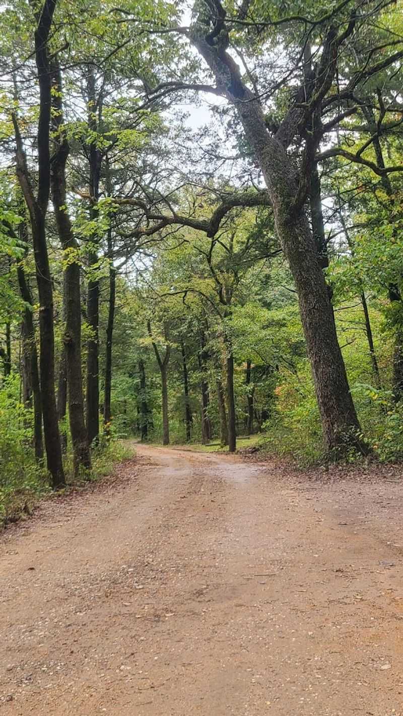 Free Camping Under the Trees
