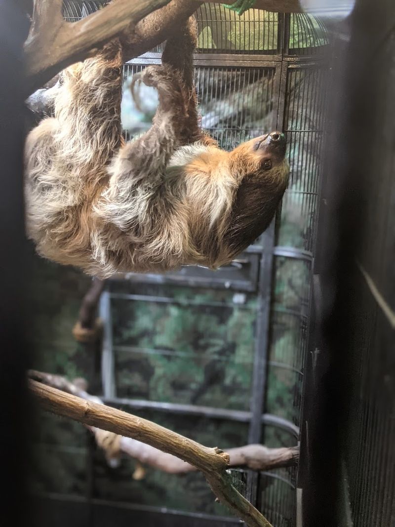 Sloths That Actually Move