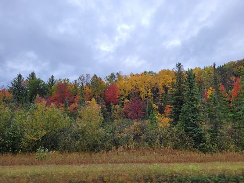 The Trees Themselves Tell a Quiet Story