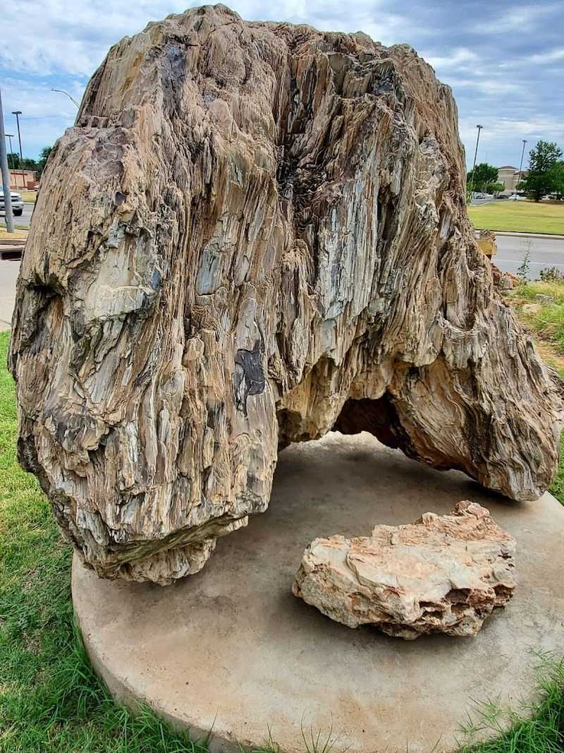 Petrified Wood and Fossils Worth the Trip Alone