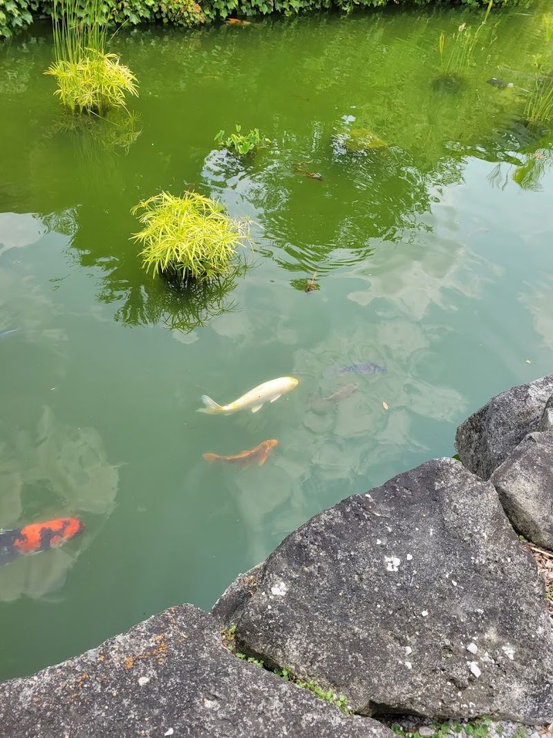 Koi, corners, and quiet pauses