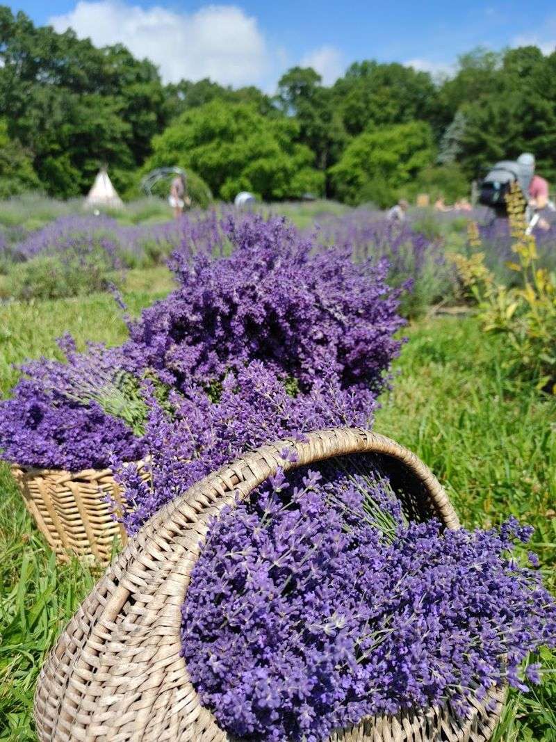 Pick Your Own Lavender Bundles