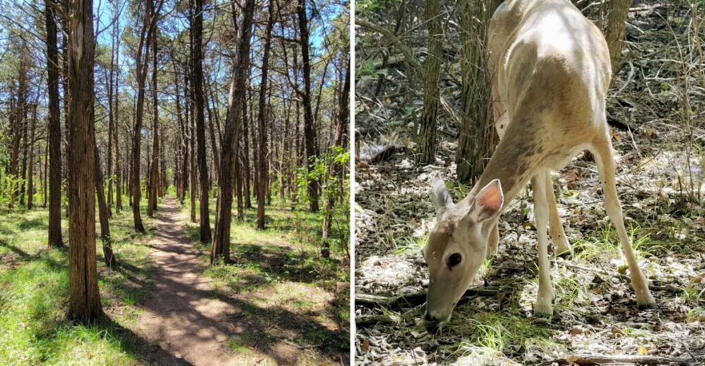Rows of Trees Form a Perfect Grid in This Oklahoma Forest