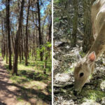 Rows of Trees Form a Perfect Grid in This Oklahoma Forest
