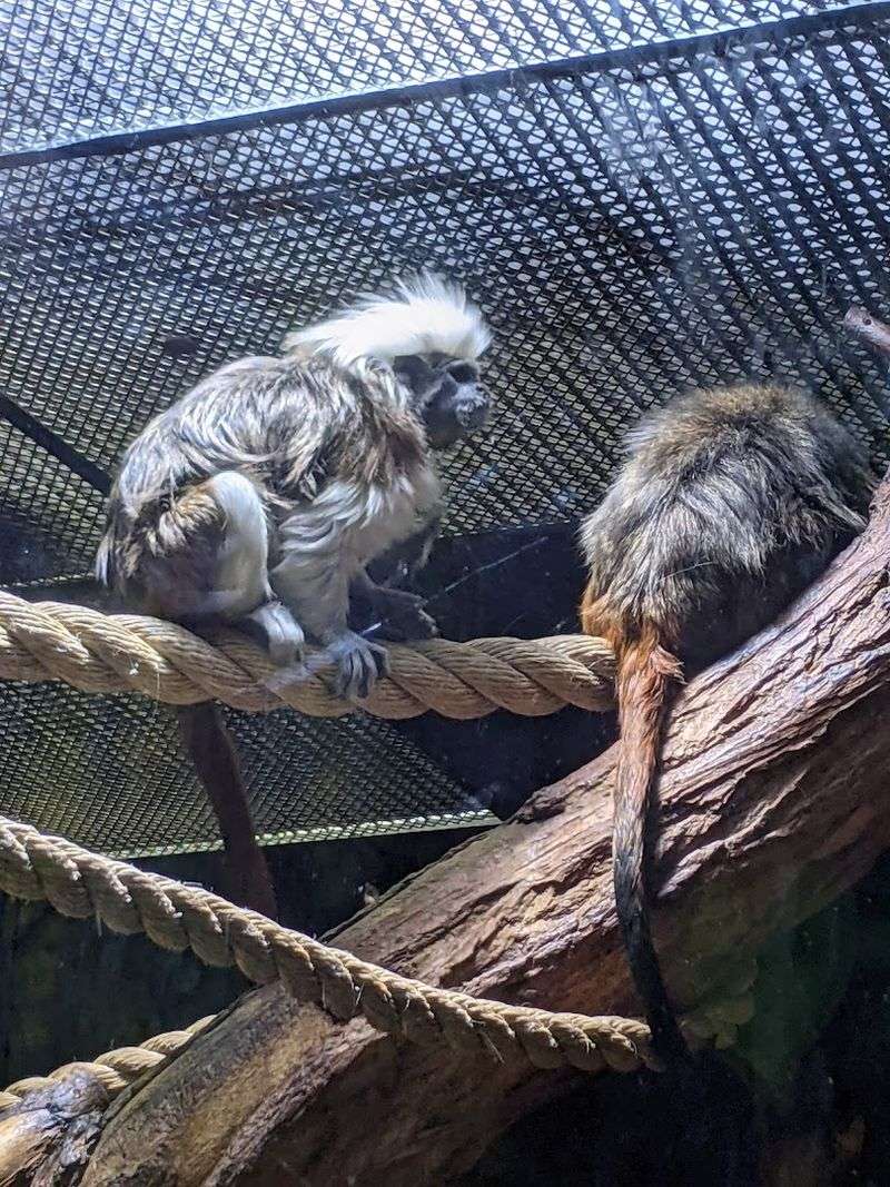 Live Animals and Reptile Habitats