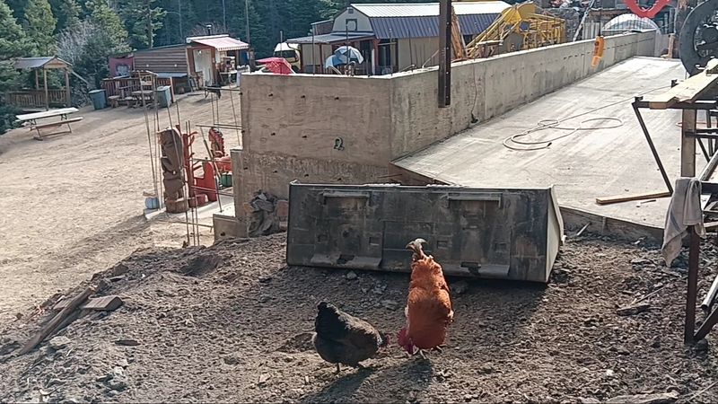 Wildlife, Goats, and the Creatures You Might Meet