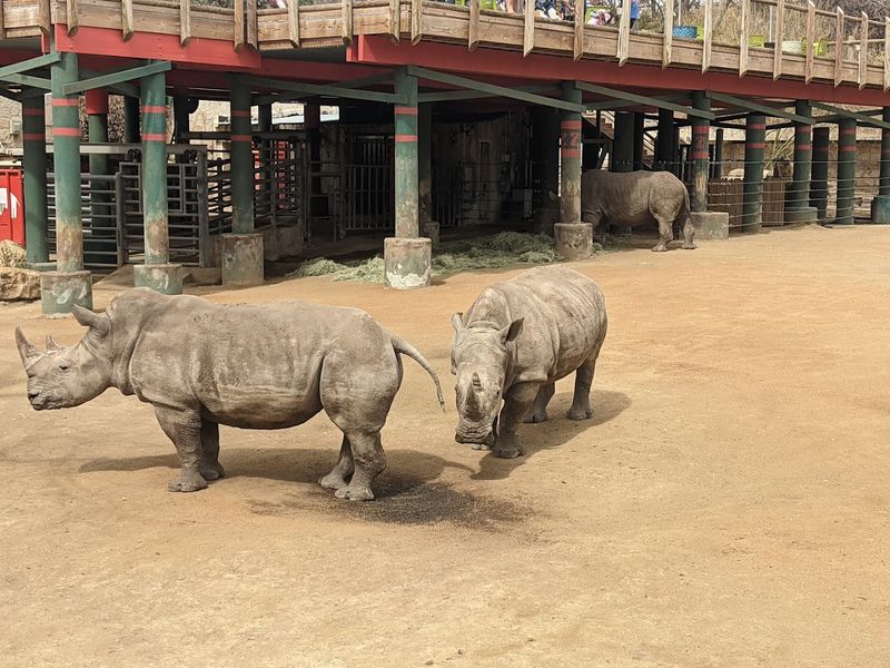 San Antonio Zoo (Texas)