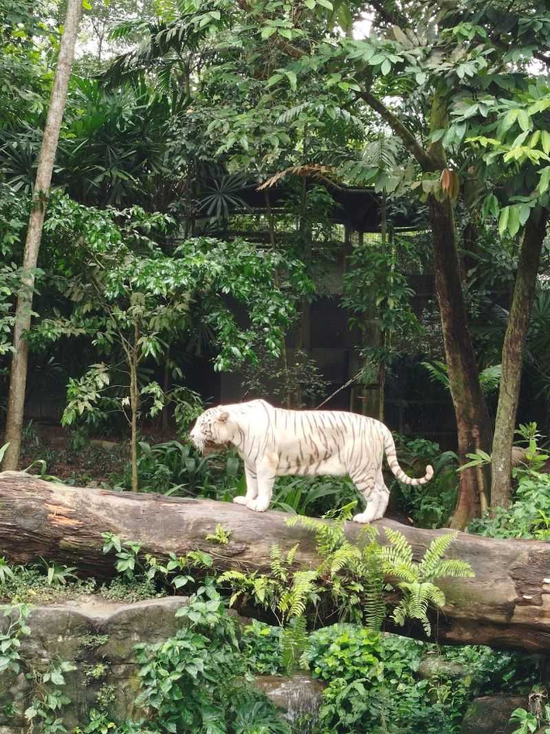 Singapore Zoo - Singapore