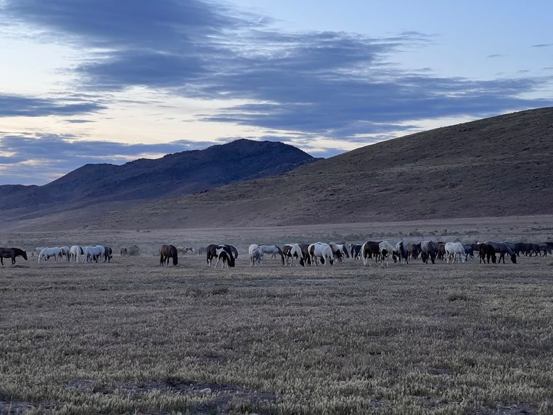 Onaqui Mountain Herd Management Area (Utah)