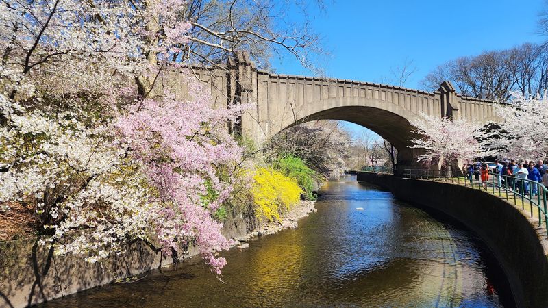 Cherry Blossoms at Branch Brook Park Are Worth Every Mile