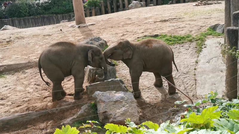 Chester Zoo - United Kingdom
