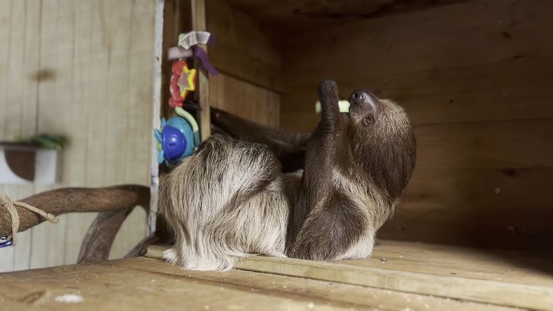 How the Animals Are Cared For