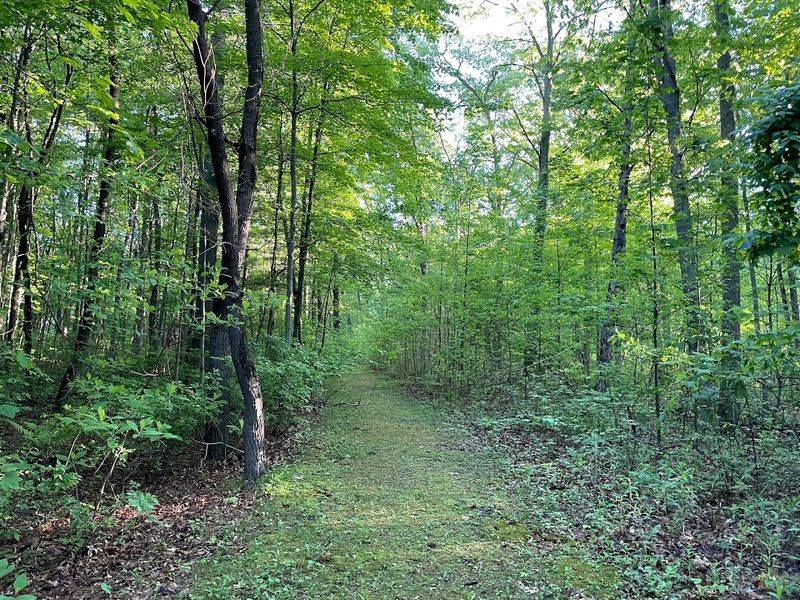A Forest With Secret Trails and an Emerald Moss Carpet