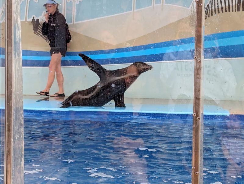 Up-Close Sea Lion Encounters You Will Never Stop Talking About