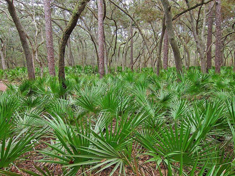 Saw Palmetto (Serenoa repens)