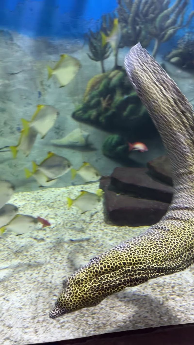 Touch Tanks: Hands-On and Genuinely Fun