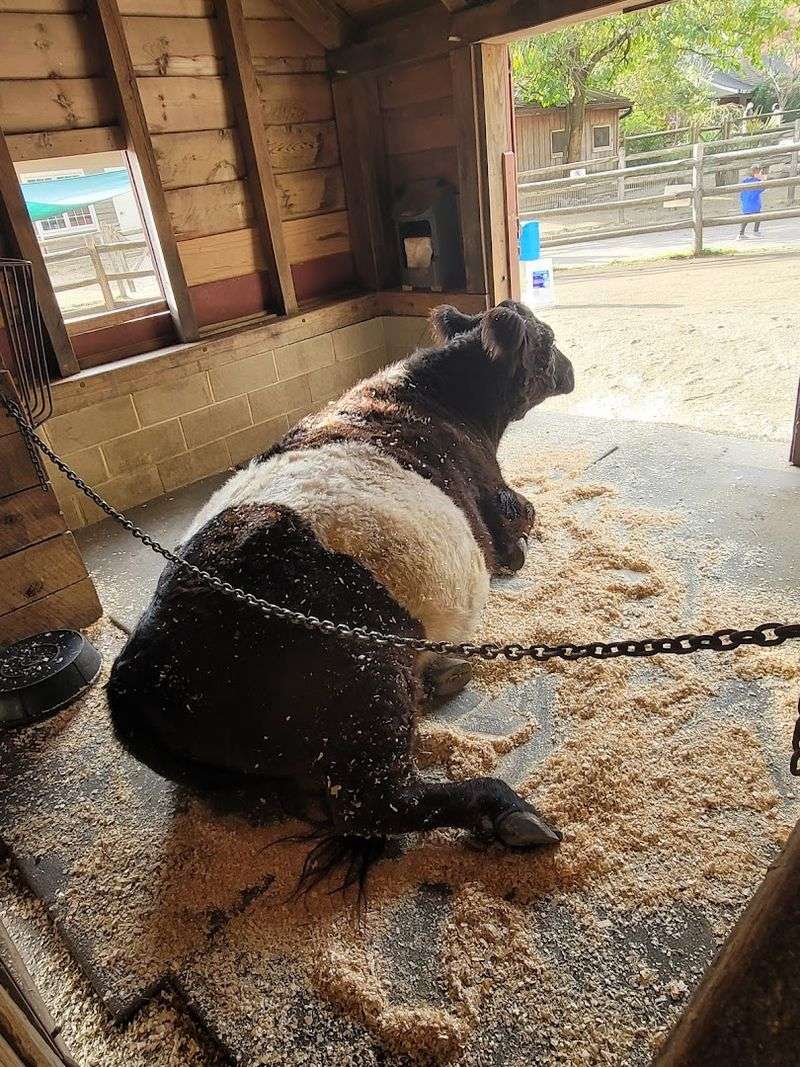 Off-Season Visits: Fewer Animals, Zero Admission