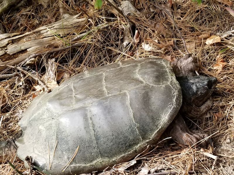 Wildlife Beyond the Elk: What Else Lives in These Woods
