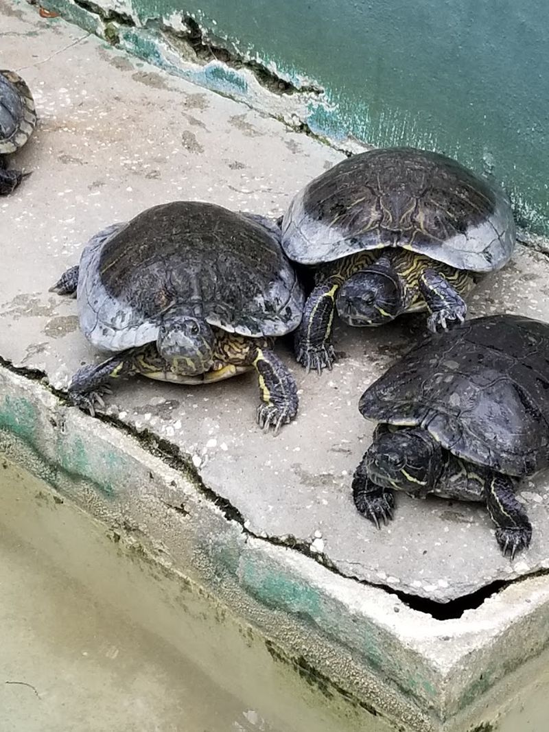 Feeding the Animals: Monkeys, Turtles, Goats, and More