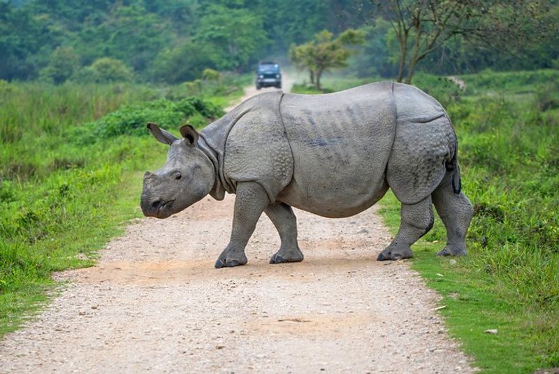 Kaziranga National Park, India