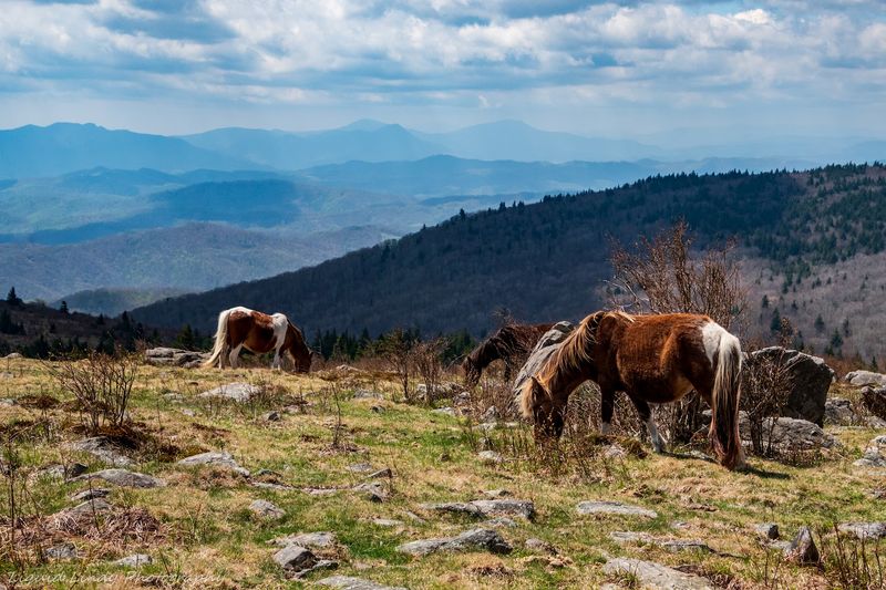 Grayson Highlands State Park (Virginia)