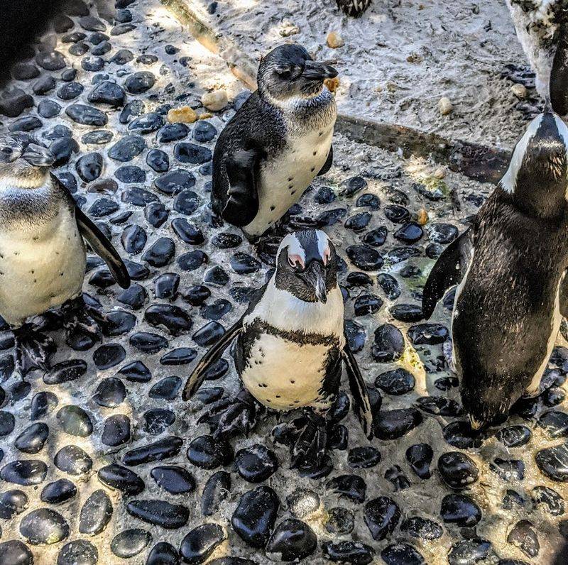 Penguins, Otters, Gators, and the Unexpected Animal Lineup