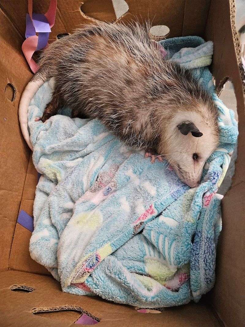 Gumbeaux the Opossum and Other Hands-On Encounters
