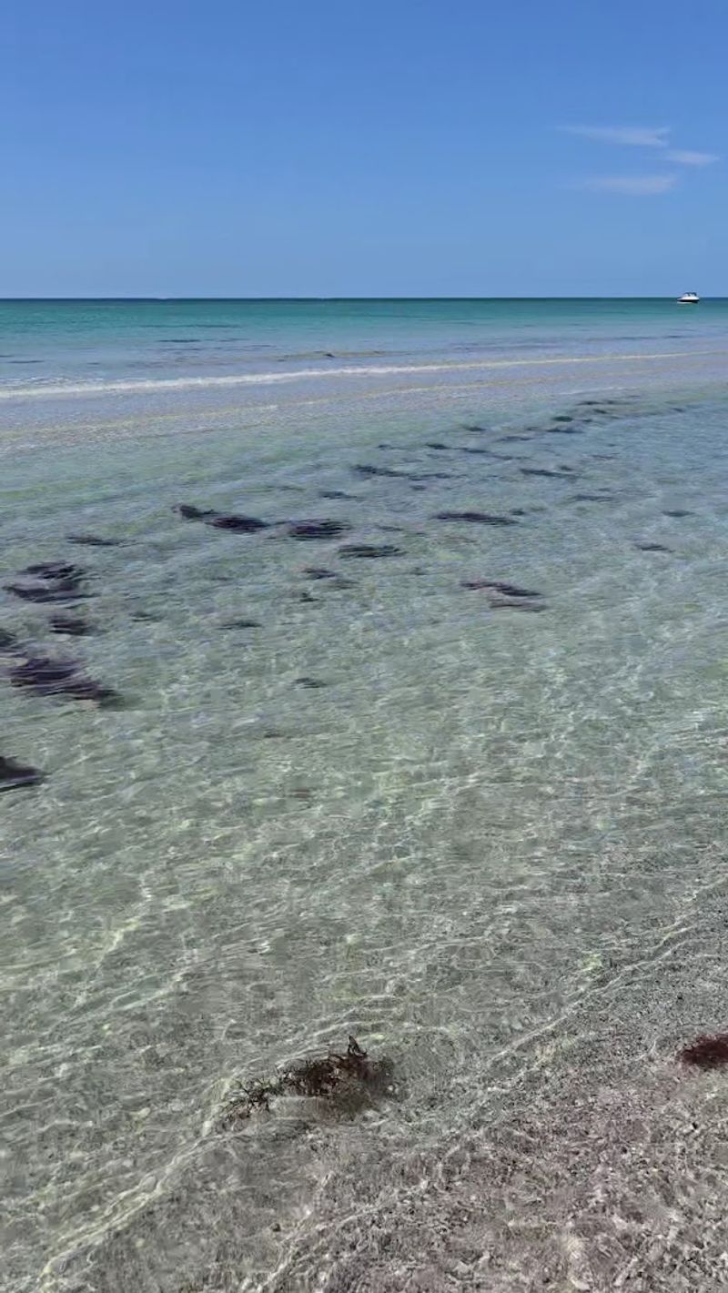 The Water: Clear, Shallow, and Full of Life