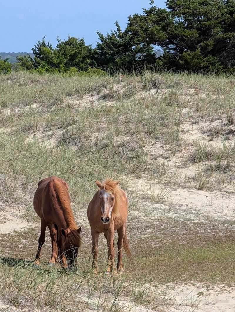 Cape Lookout National Seashore – Shackleford Banks (North Carolina)